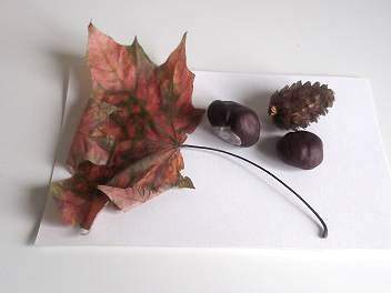 dried leaf and conkers