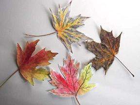 sketched and real autumn leaves together